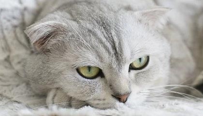 英超曼联足球俱乐部解雇主教练阿莫林